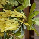 Terminalia ivorensis Meyve