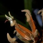 Thelasis micrantha 花