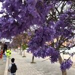 Jacaranda mimosifoliaBlomst