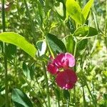 Lathyrus tuberosusЦвят