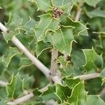 Quercus coccifera Hostoa
