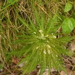 Pedicularis foliosa Yaprak