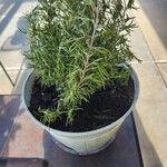 Salvia rosmarinus Leaf