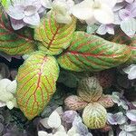 Fittonia albivenis Folha