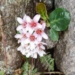 Bergenia ciliata പുഷ്പം