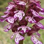 Orchis purpurea ফুল