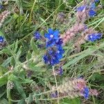 Anchusa officinalisÇiçek