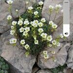 Saxifraga squarrosa Floare