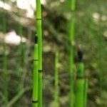 Equisetum laevigatum পাতা