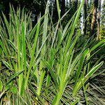 Carex morrowii आदत