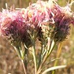 Saussurea amara Çiçek