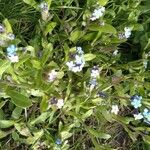 Myosotis arvensis Fleur