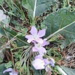 Mandragora officinarum फूल