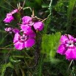 Dianthus alpinus Blomma