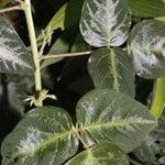 Desmodium intortum Blatt