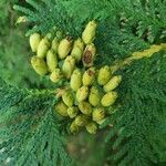 Thuja occidentalis 果實