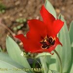 Tulipa undulatifolia Kukka