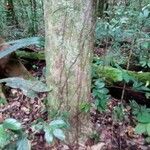 Chaetocarpus schomburgkianus Corteza
