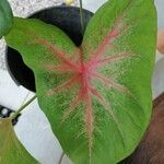 Caladium bicolorBlad