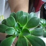 Aeonium haworthii葉