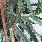 Euphorbia evansii 叶