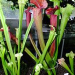 Sarracenia leucophylla Hábito