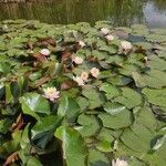 Nymphaea albaFlower