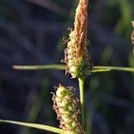 Carex tomentosa Kvet