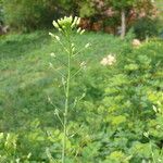 Camelina microcarpa Цвят