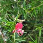 Grevillea rosmarinifoliaBlodyn