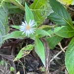 Symphyotrichum lanceolatumFulla