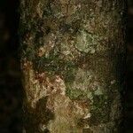 Pradosia ptychandra Bark