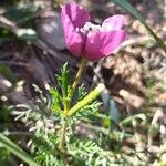 Roemeria hybrida Kukka