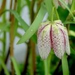 Fritillaria meleagris Hoja