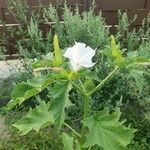 Datura ferox Vivejo