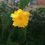 Kerria japonica Flor