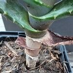 Aloe marlothii Ŝelo