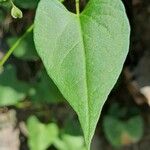 Fallopia dumetorum Hoja