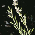 Triglochin bulbosa Flower