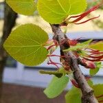 Cercidiphyllum japonicum Leaf