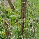 Eryngium planumЦветок