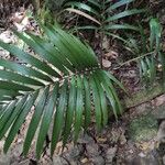 Acanthophoenix rubra Leaf