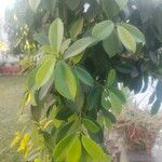 Ficus elastica Folha