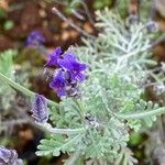 Lavandula pinnata Flower