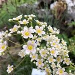 Saxifraga hostii Blomma