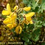 Cytisus ardoinoi Other