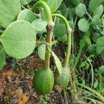 Capparis cartilaginea Fruit