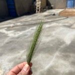 Hordeum murinumFolha