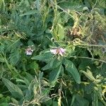 Desmodium canadense Blatt