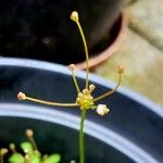 Androsace septentrionalis Blomst